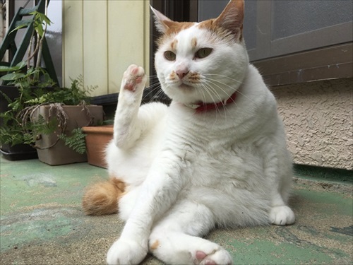 かいかいする猫