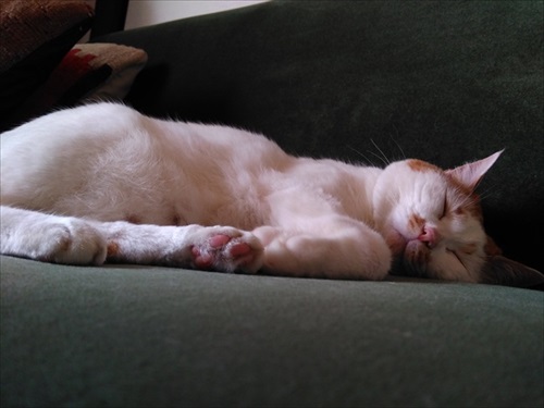 寝てる猫