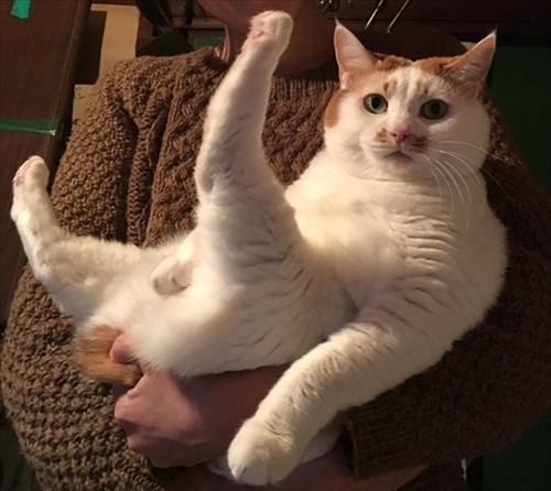 抱っこされる猫