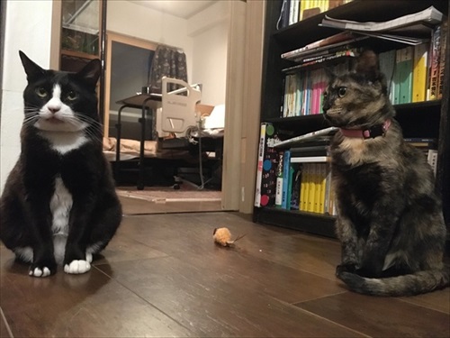 おはぎちゃんとチー子ちゃん