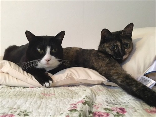 寝ている2匹の猫