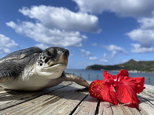 ハイビスカスとカメ