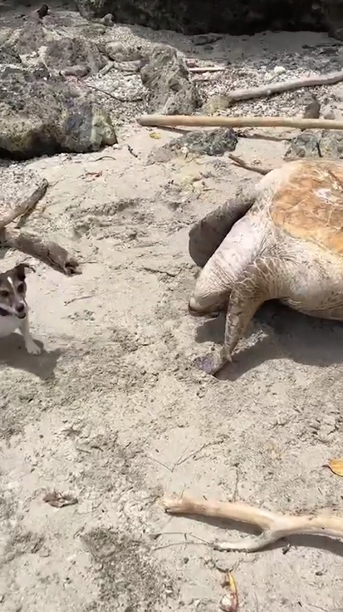 ひっくり返ったウミガメとワンコの顔