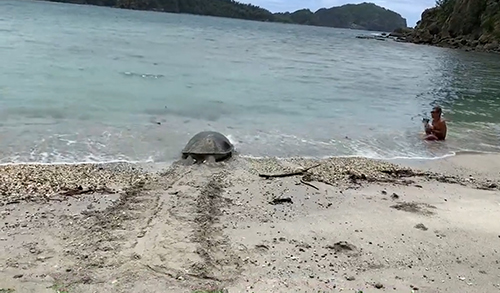 帰っていくカメ