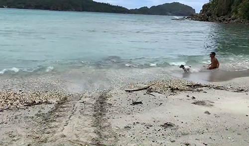 飛び出したワンコ