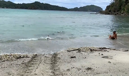 カメの方を見るワンコ