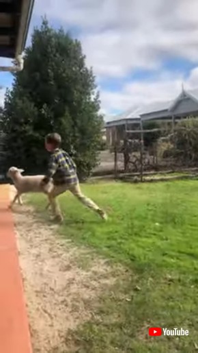 Boy and His Rescue Lamb Are Best Friends || ViralHog