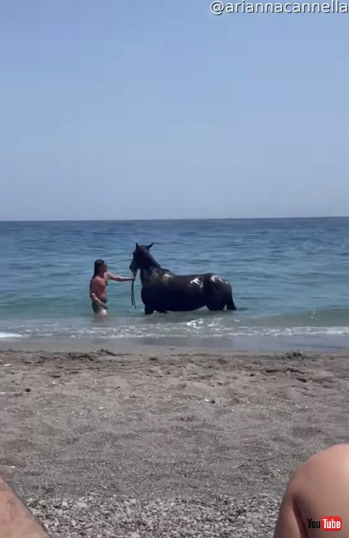海水浴を楽しむ馬