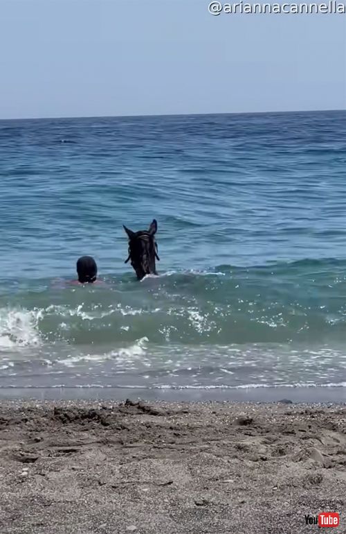 海水浴を楽しむ馬