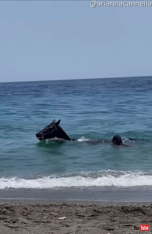 海水浴を楽しむ馬