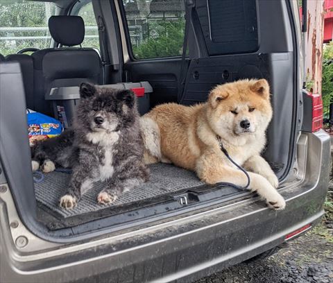 荷台にいる秋田犬2匹