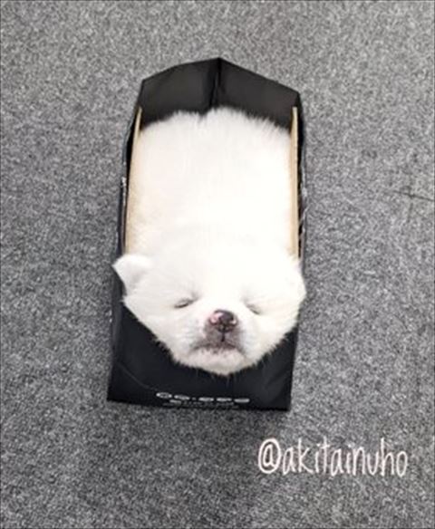 犬のトリミング画像