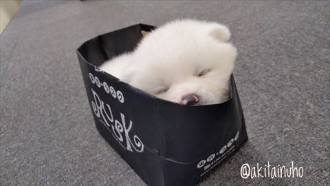 箱で寝てるワンコ近く
