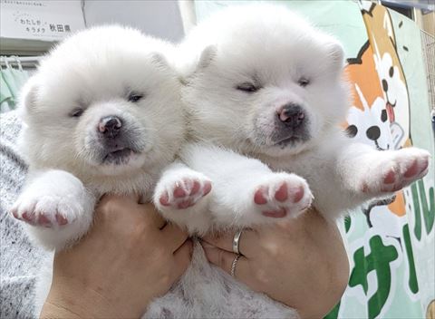 白の子犬2匹