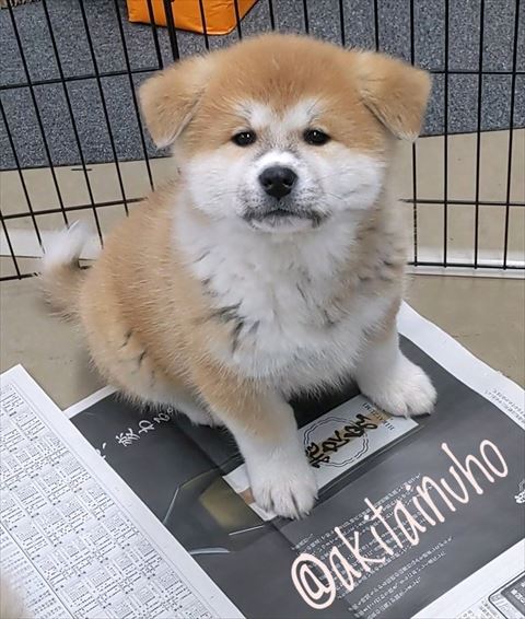 ブラウンの秋田犬