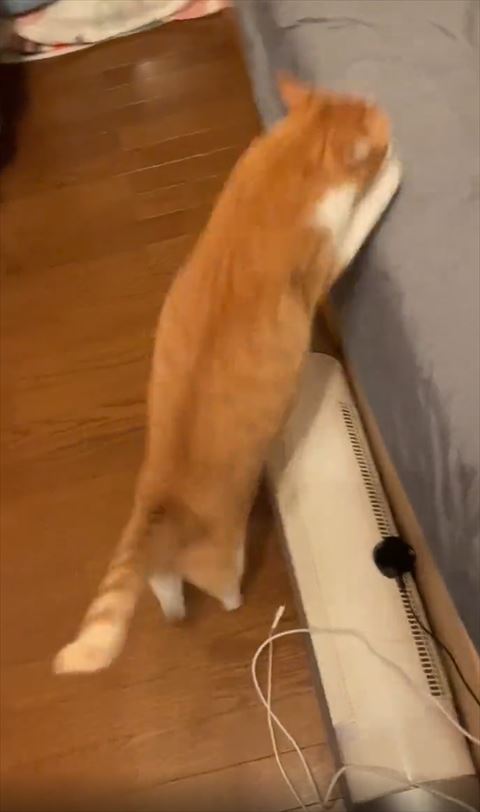 ベッドに飛び乗るマナくん