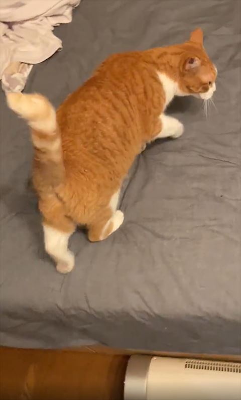 布団の上を歩くマナくん