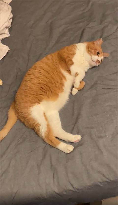 ベッドの上にゴロンアップ