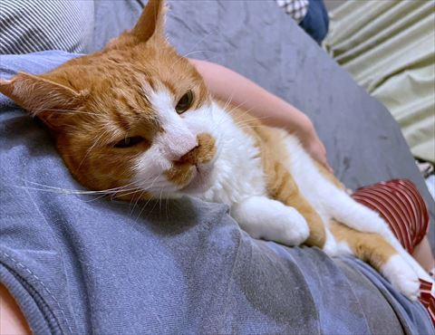 飼い主さんの腕の中にいる