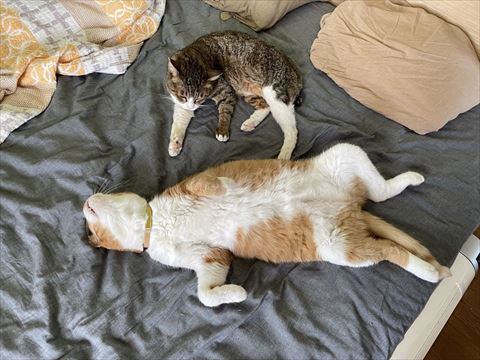 足開いて寝てる猫ちゃんともう1匹の猫
