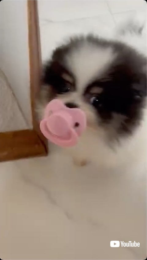 おしゃぶりをくわえる子犬