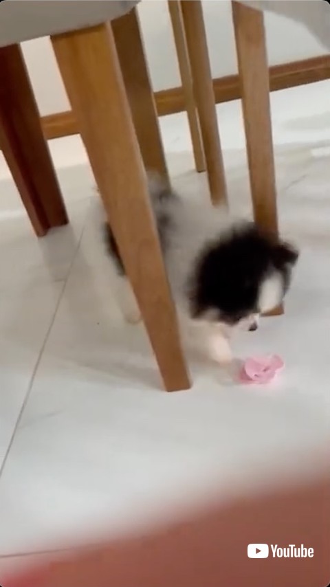 おしゃぶりを落とす子犬