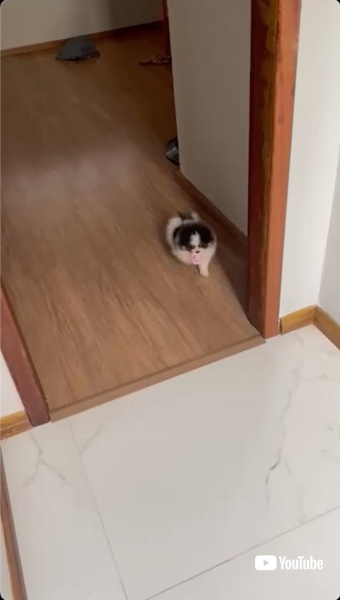 廊下を走る子犬