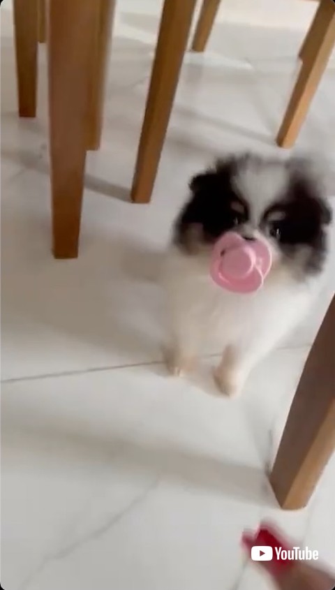 自分のものとアピールする子犬