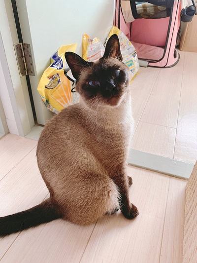 きれいなシャム猫