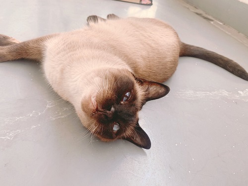 かわいいシャム猫