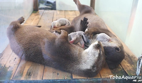 両親ともぎゅっとするカワウソたち