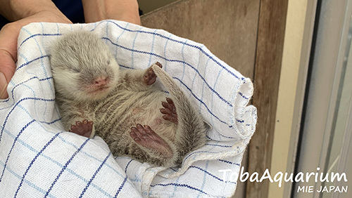 カワウソ赤ちゃんおなか出し
