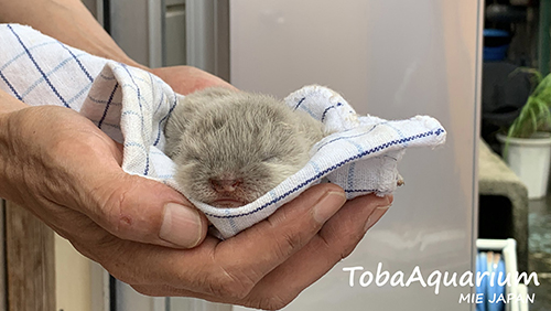 カワウソ赤ちゃん少し左向き