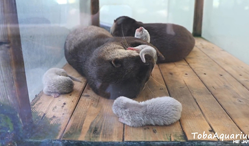 ぎゅっとするカワウソ親子