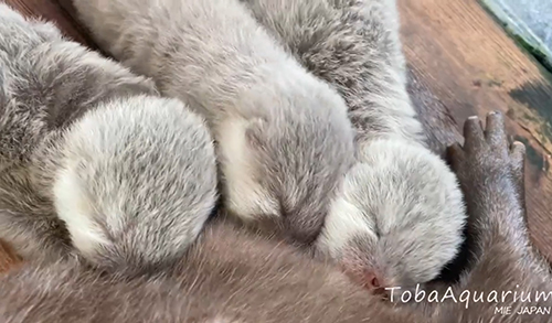 おっぱいを飲むカワウソの赤ちゃんたち