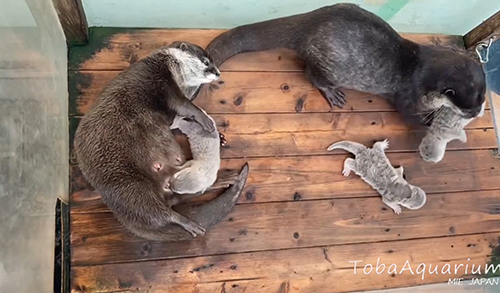 お世話をするカワウソの両親
