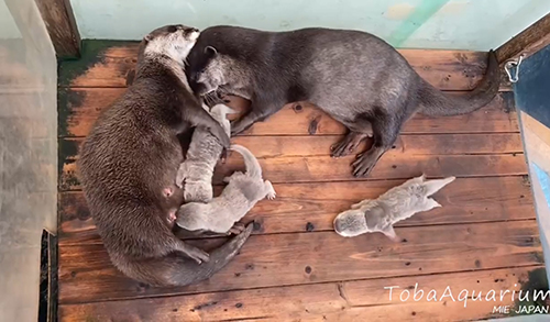 くっつくカワウソ両親