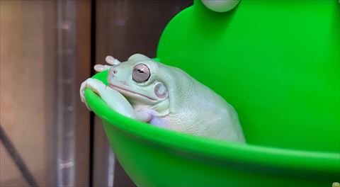 カエルホイホイでくつろぐカエル