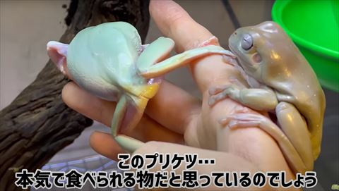 お尻を向けるカエル