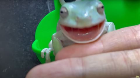 口を開けてるカエル