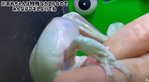 ひっくり返ってるカエル