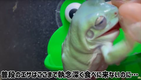 指かんでるカエルの横顔アップ
