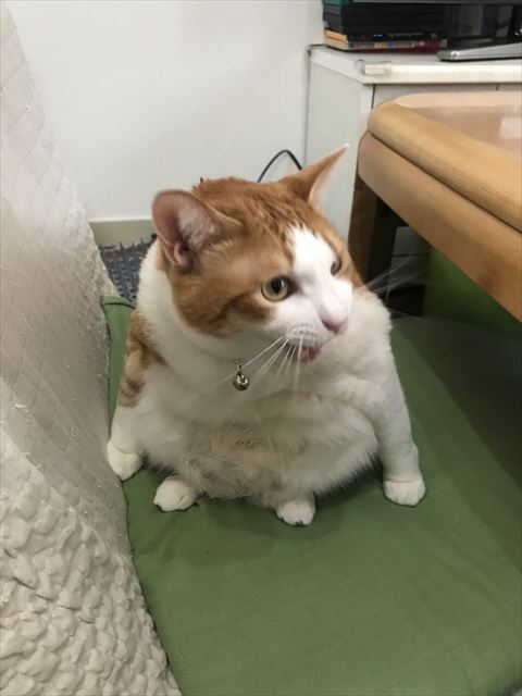 座って鳴いてる猫