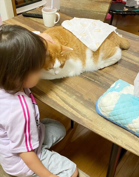 テーブルの上の猫と子供
