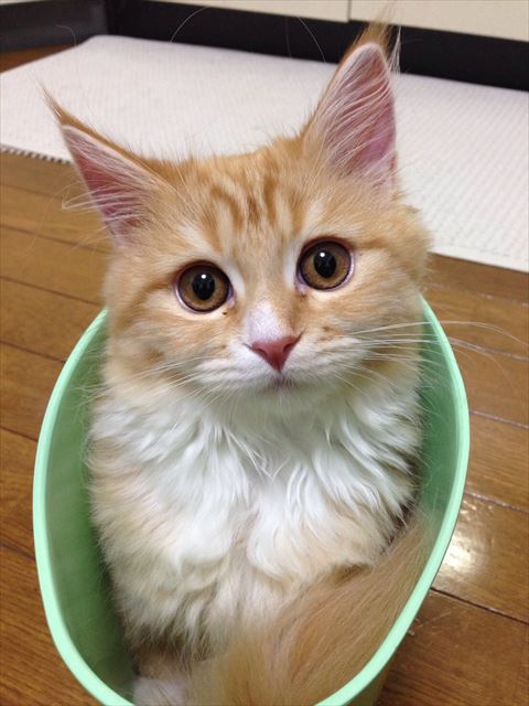 箱に入ってる猫ちゃん