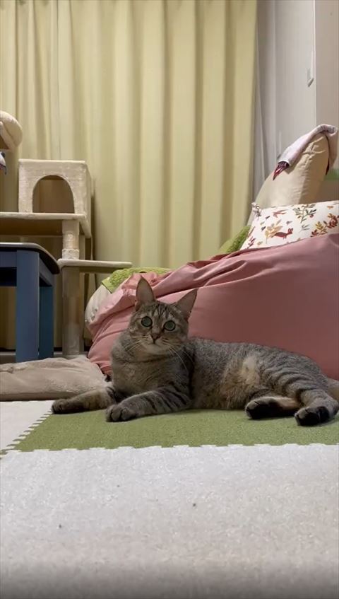 くつろいでる猫