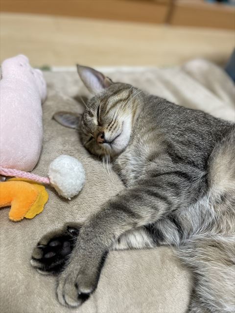 寝てる猫