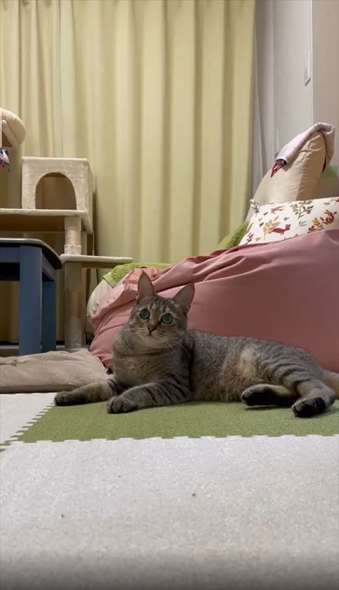 飼い主に気付いて視線を向ける猫