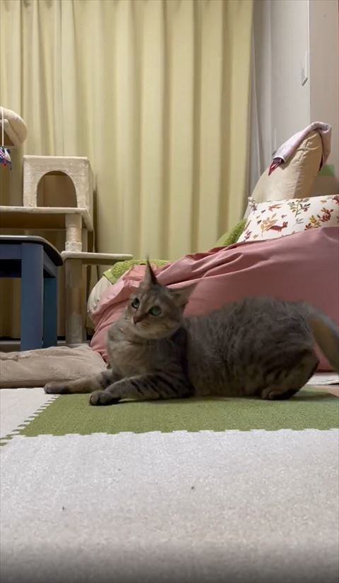 起き上がろうとする猫