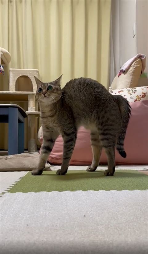 やんのかポーズ